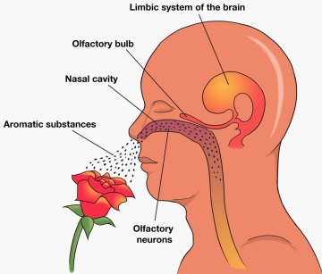 olfactory diagram
